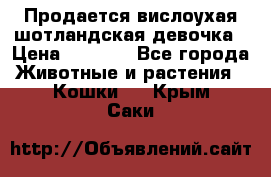 Продается вислоухая шотландская девочка › Цена ­ 8 500 - Все города Животные и растения » Кошки   . Крым,Саки